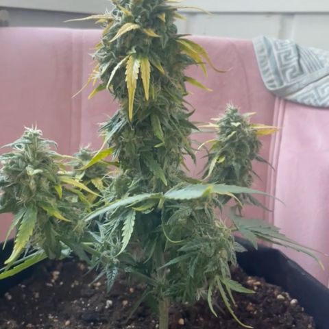 Quick One Auto - Royal Queen seeds  growlog timeline photo