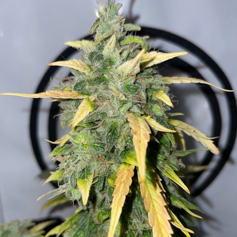 Quick One Auto - Royal Queen seeds  growlog timeline photo