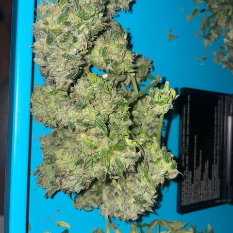 Quick One Auto - Royal Queen seeds  growlog photo: Trichome:
~80% milchig 
~20% Klar 
~1-4% bernsteinfarbig 

Musste doch früher ernten, wäre sonst zuspät wegen dem Urlaub, werden jetzt die Woche getrocknet (im Karton aufgefangen mit einem Ventilator drinnen) und falls die trocken genug sind werden die ausgehärtet Ende der Woche. 


Nassgewicht 54,7g