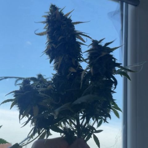 Quick One Auto - Royal Queen seeds  growlog photo: Trichome:
~80% milchig 
~20% Klar 
~1-4% bernsteinfarbig 

Musste doch früher ernten, wäre sonst zuspät wegen dem Urlaub, werden jetzt die Woche getrocknet (im Karton aufgefangen mit einem Ventilator drinnen) und falls die trocken genug sind werden die ausgehärtet Ende der Woche. 


Nassgewicht 54,7g