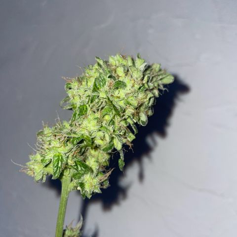 Quick One Auto - Royal Queen seeds  growlog photo: Trichome:
~80% milchig 
~20% Klar 
~1-4% bernsteinfarbig 

Musste doch früher ernten, wäre sonst zuspät wegen dem Urlaub, werden jetzt die Woche getrocknet (im Karton aufgefangen mit einem Ventilator drinnen) und falls die trocken genug sind werden die ausgehärtet Ende der Woche. 


Nassgewicht 54,7g