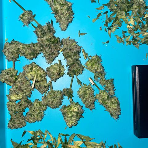 Quick One Auto - Royal Queen seeds  growlog photo: Trichome:
~80% milchig 
~20% Klar 
~1-4% bernsteinfarbig 

Musste doch früher ernten, wäre sonst zuspät wegen dem Urlaub, werden jetzt die Woche getrocknet (im Karton aufgefangen mit einem Ventilator drinnen) und falls die trocken genug sind werden die ausgehärtet Ende der Woche. 


Nassgewicht 54,7g