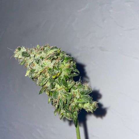 Quick One Auto - Royal Queen seeds  growlog photo: Trichome:
~80% milchig 
~20% Klar 
~1-4% bernsteinfarbig 

Musste doch früher ernten, wäre sonst zuspät wegen dem Urlaub, werden jetzt die Woche getrocknet (im Karton aufgefangen mit einem Ventilator drinnen) und falls die trocken genug sind werden die ausgehärtet Ende der Woche. 


Nassgewicht 54,7g