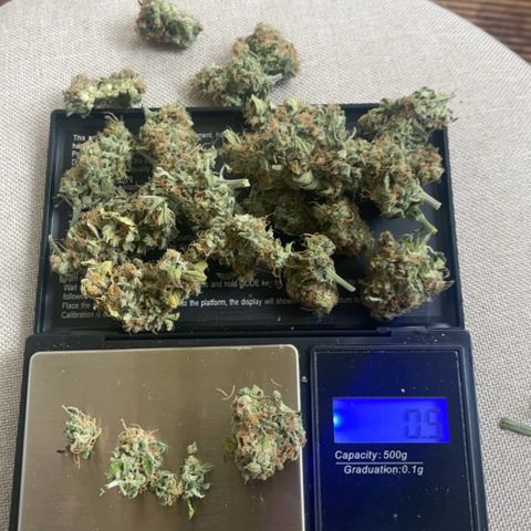 Quick One Auto - Royal Queen seeds  growlog photo: 7 Tage getrocknet unter optimalen Bedingungen. 
Ergebnis 9,3g 
Wird jetzt gecured 