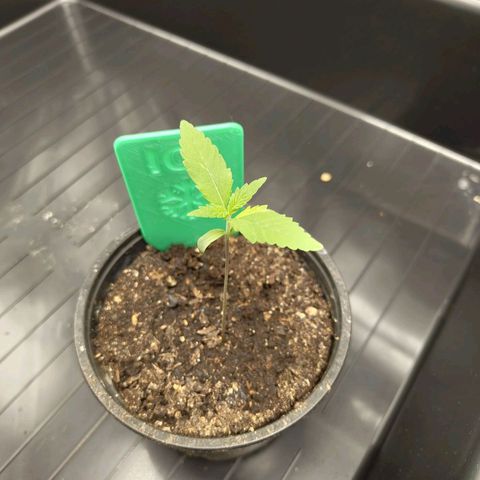 Ice growlog photo: - 10:00