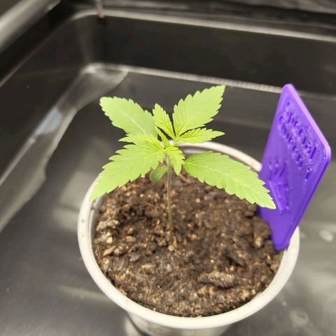 Special Queen #1 growlog photo: - 20:45