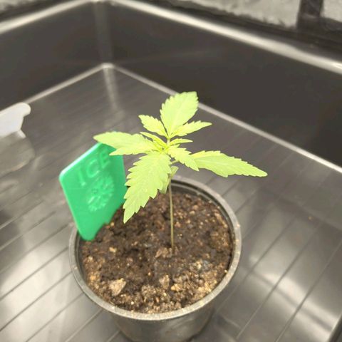Ice growlog photo: - 20:45