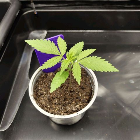 Special Queen #1 growlog photo: - 20:15