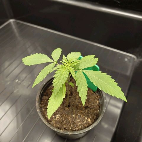 Ice growlog photo: - 20:15