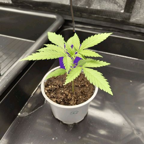 Special Queen #1 growlog photo: - 09:15