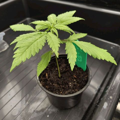 Ice growlog photo: - 09:15