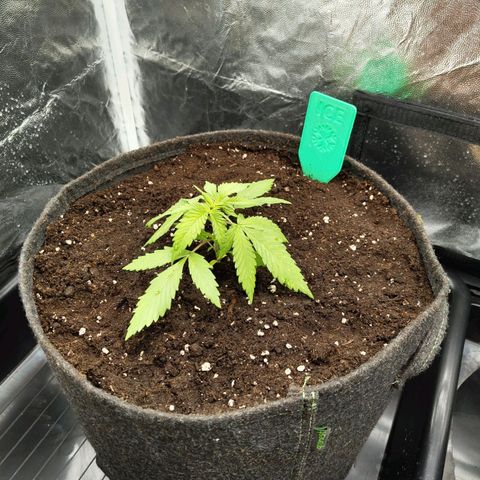 Ice growlog photo: - 19:00 (light on just for photo)