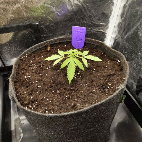 Special Queen #1 growlog photo: - 19:00 (light on just for photo)
