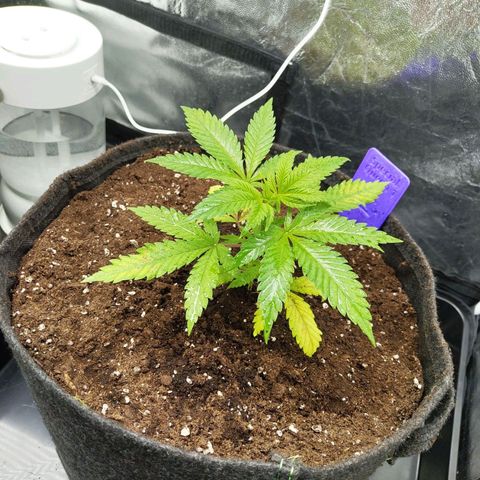 Special Queen #1 growlog photo: - 23:45
CalMag Mangel durch zu hohen pH