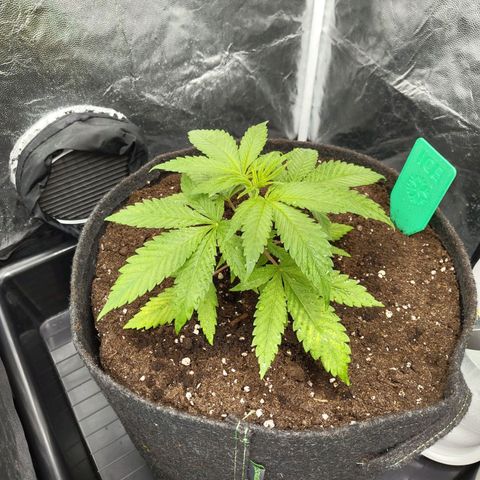 Ice growlog photo: - 23:45
CalMag Mangel durch zu hohen pH
