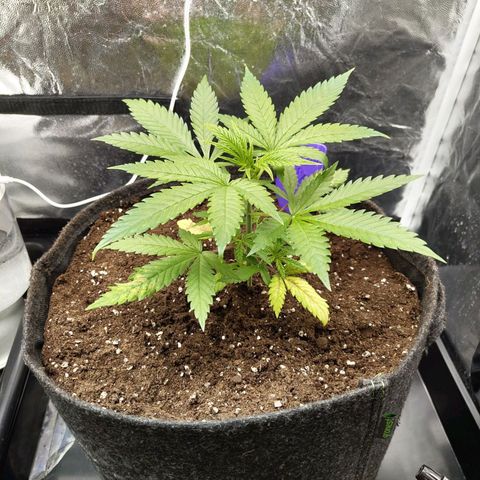 Special Queen #1 growlog photo: - 11:00