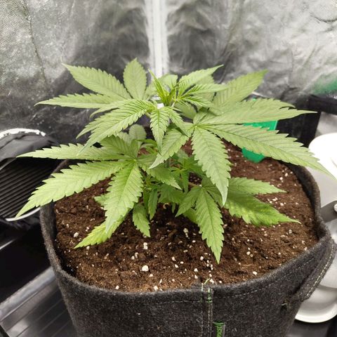 Ice growlog photo: - 11:00
