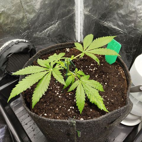 Ice growlog photo: - 11:20
