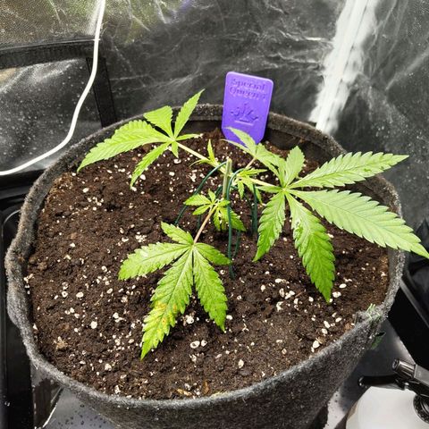 Special Queen #1 growlog photo: - 11:20