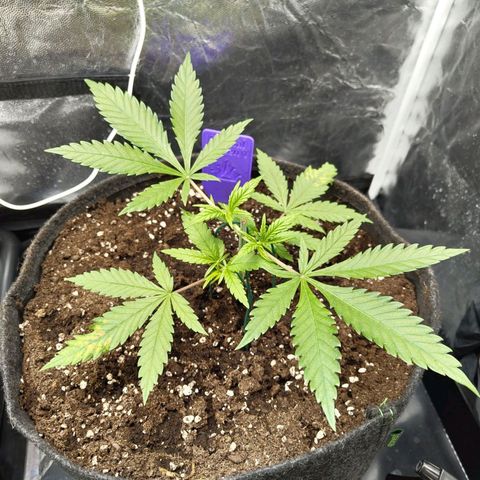 Special Queen #1 growlog photo: - 09:45