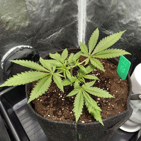 Ice growlog photo: - 09:45