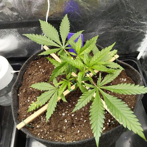 Special Queen #1 growlog photo: - 20:15