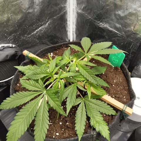 Ice growlog photo: - 20:15