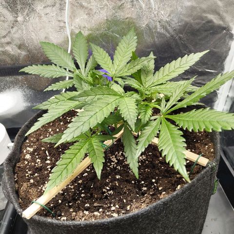 Special Queen #1 growlog photo: - 11:00