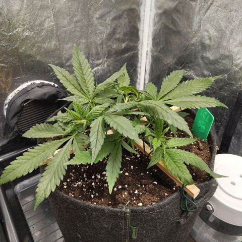 Ice growlog photo: - 11:00