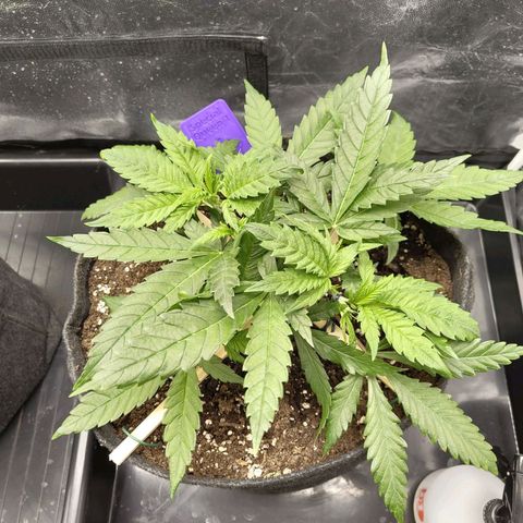 Special Queen #1 growlog photo: - 21:00