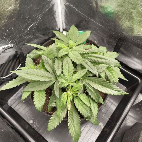 Ice growlog photo: - 21:00