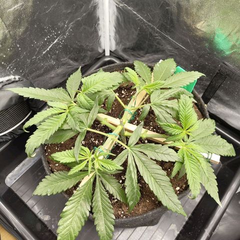 Ice growlog photo: - 21:30