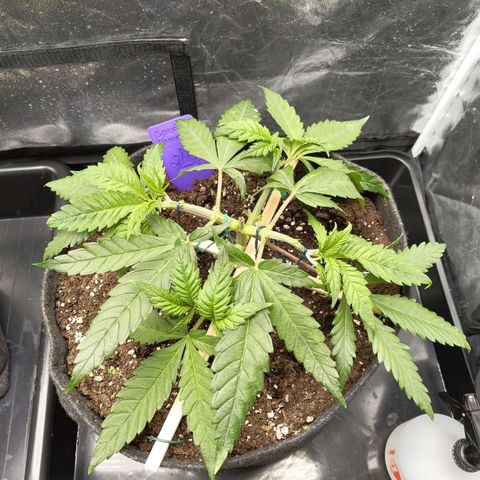 Special Queen #1 growlog photo: - 21:30