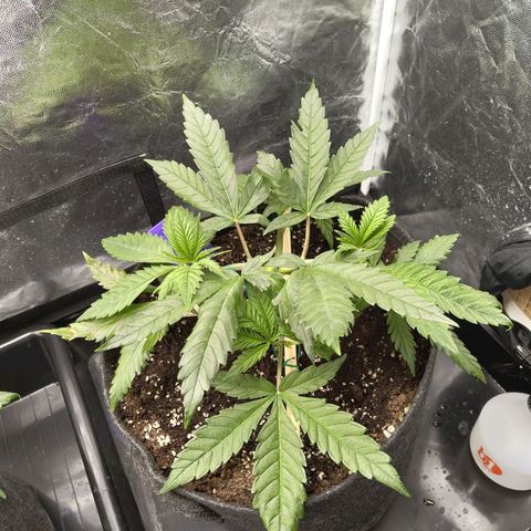 Special Queen #1 growlog photo: - 21:00