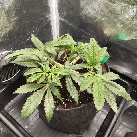 Ice growlog photo: - 21:00
