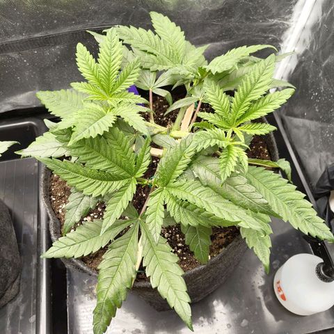 Special Queen #1 growlog photo: - 22:00