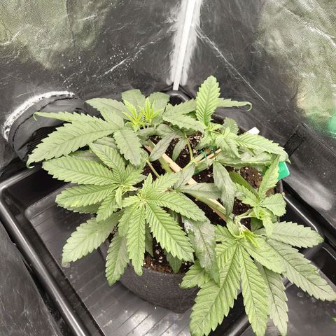 Ice growlog photo: - 22:00
