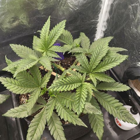 Special Queen #1 growlog photo: - 01:00