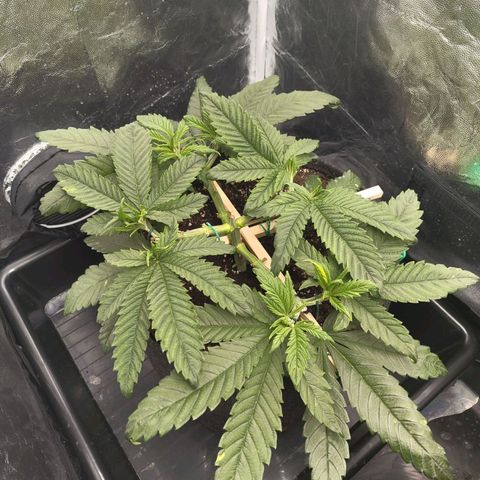 Ice growlog photo: - 01:00