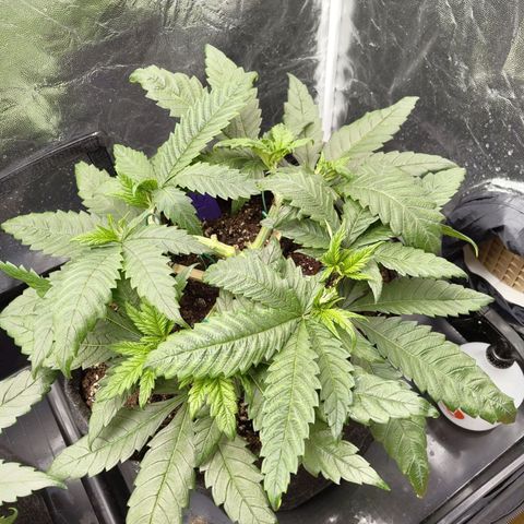 Special Queen #1 growlog photo: - 23:30