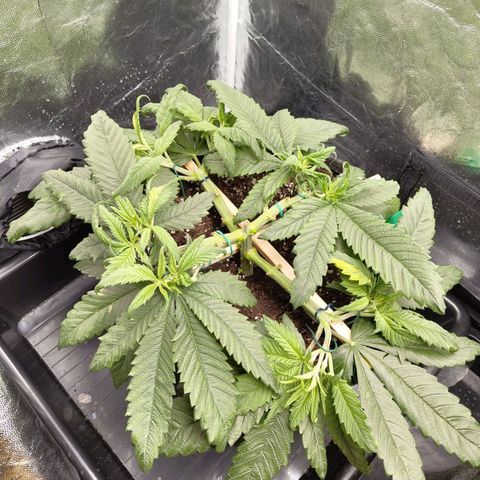 Ice growlog photo: - 23:30