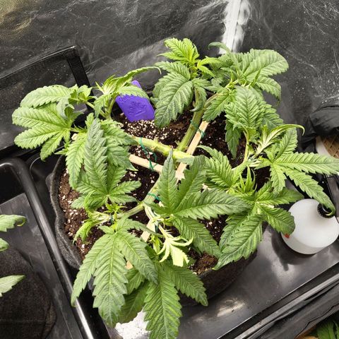 Special Queen #1 growlog photo:  -21:45
