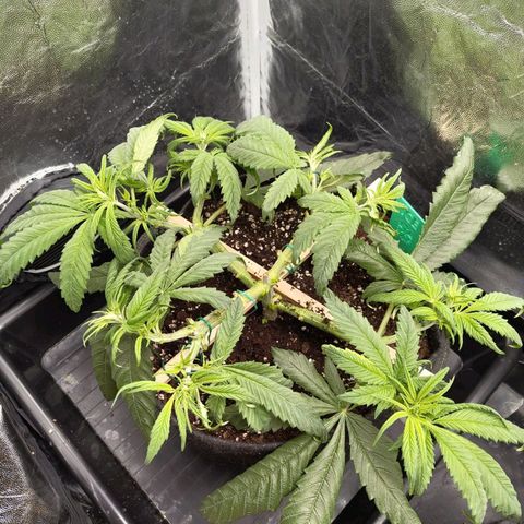 Ice growlog photo: - 21:45