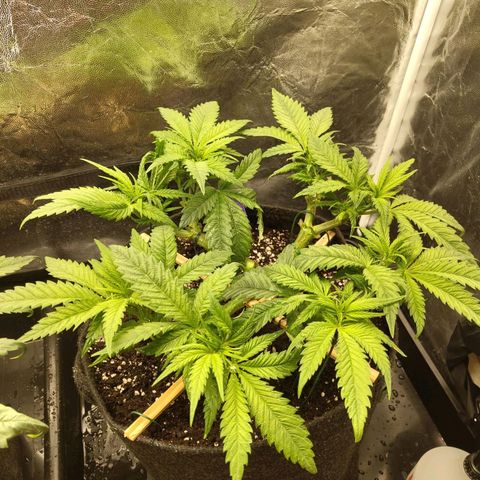 Special Queen #1 growlog photo: - 20:30