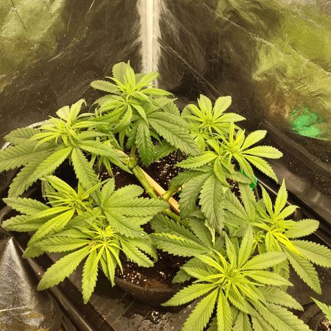 Ice growlog photo: - 20:30