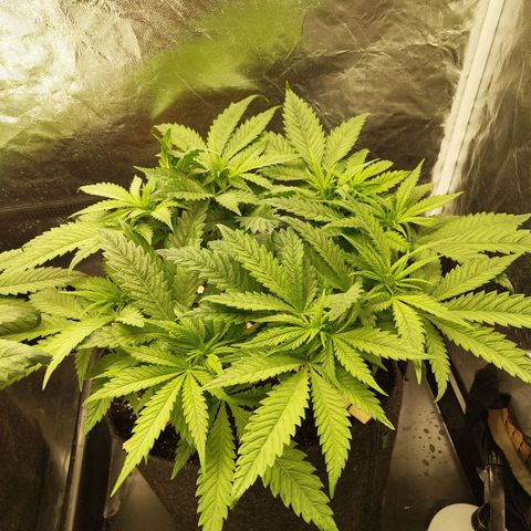 Special Queen #1 growlog photo: - 19:00