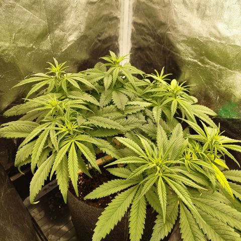Ice growlog photo: - 19:00