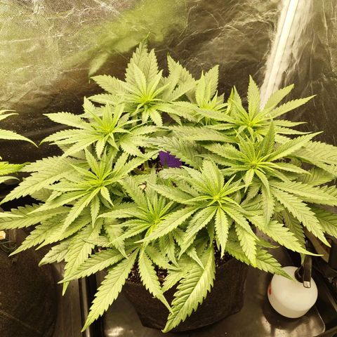 Special Queen #1 growlog photo: - 19:15