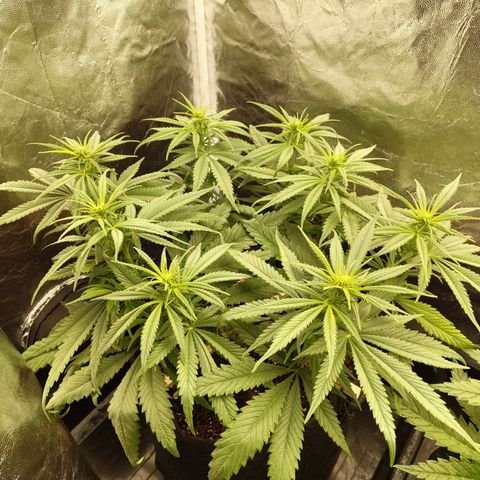 Ice growlog photo: - 19:15