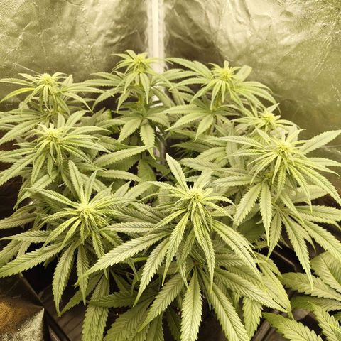 Ice growlog photo: - 21:00
